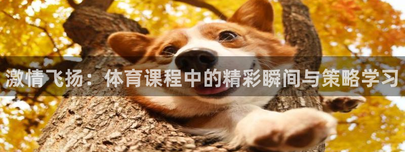 3377体育官网下载招商电话号码查询是多少：激情飞扬：体育课